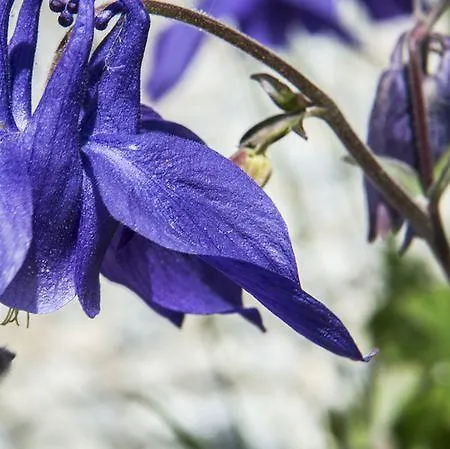Weisshorn Sur St-luc 2337m Hotel