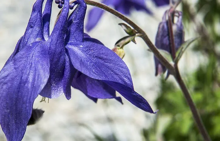 Weisshorn Sur St-luc 2337m Hotel